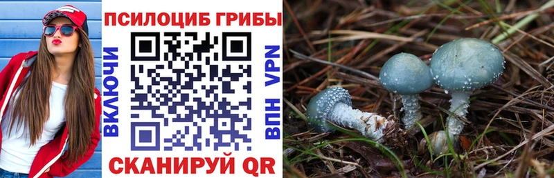 где найти Зерноград blacksprut как зайти Галлюциногенные грибы Psilocybine cubensis